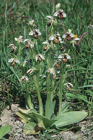 Ophrys umbilicata \ Nabel-Ragwurz, Rhodos,  Kattavia 25.3.2005 