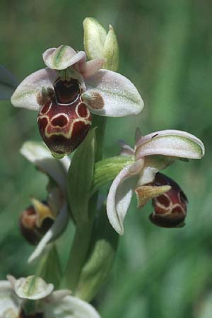 Ophrys umbilicata \ Nabel-Ragwurz / Carmel Bee Orchid, Rhodos,  Kattavia 25.3.2005 