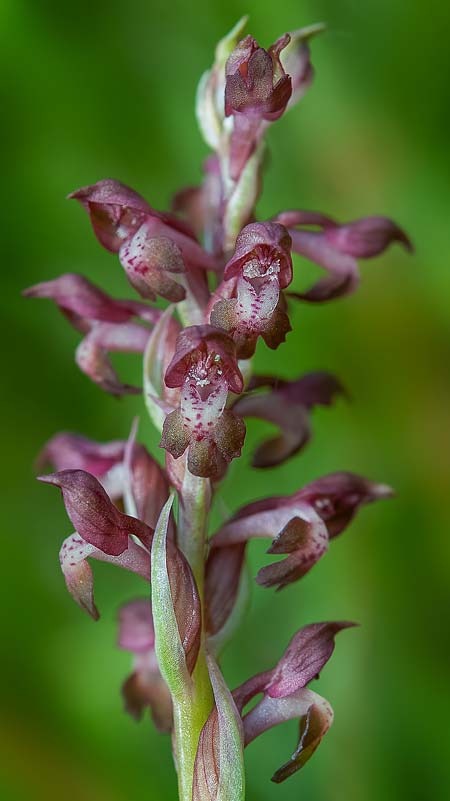 Anacamptis coriophora \ Wanzen-Knabenkraut / Bug Orchid, RO  Gradistea Muncelului-Cioclovina 14.5.2020 (Photo: Nora Anghelescu)