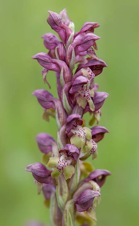 Anacamptis coriophora \ Wanzen-Knabenkraut, RO  Gradistea Muncelului-Cioclovina 14.5.2020 (Photo: Nora E. Anghelescu)