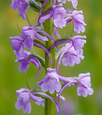 Gymnadenia conopsea s.l. / Common Fragrant Orchid, RO  Transylvania, Harghita County 13.6.2017 (Photo: Nora E. Anghelescu)