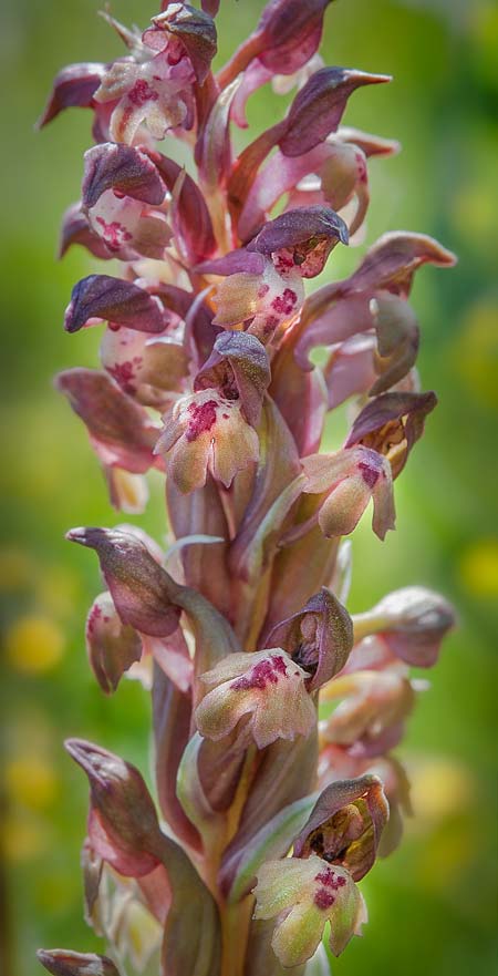 Anacamptis coriophora \ Wanzen-Knabenkraut / Bug Orchid, RO  Mehedinti County 1.6.2018 (Photo: Nora Anghelescu)