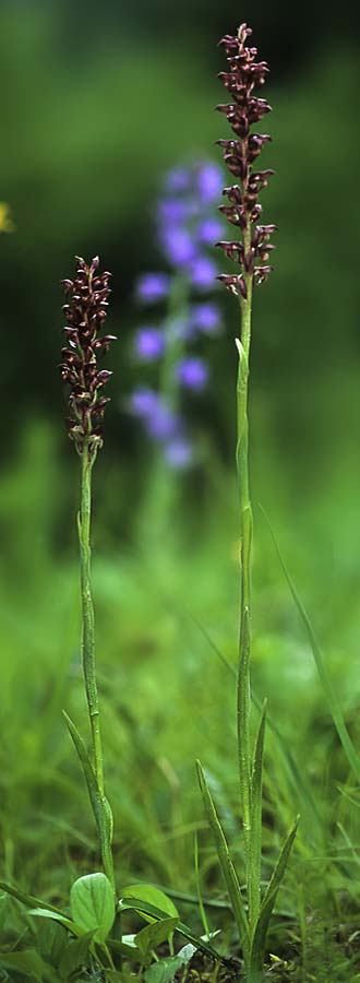 Anacamptis coriophora \ Wanzen-Knabenkraut / Bug Orchid, RO  Mehedinti County 14.5.2020 (Photo: Nora E. Anghelescu)