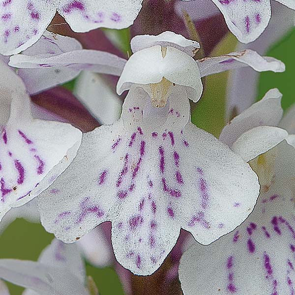 Dactylorhiza fuchsii subsp. sooana \ Soos Fingerwurz / Soo's Spotted Orchid, RO  Transylvania, Harghita Madaras 3.7.2020 (Photo: Nora E. Anghelescu)