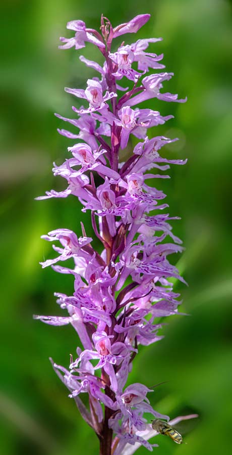 Dactylorhiza saccifera \ Langährige Fingerwurz, Langähriges Knabenkraut, RO  Prahova County, Sinaia 10.7.2023 (Photo: Nora E. Anghelescu)