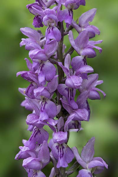 Orchis mascula subsp. speciosa x pallens, RO   Southern Carpathians 17.5.2022 (Photo: Nora Anghelescu)