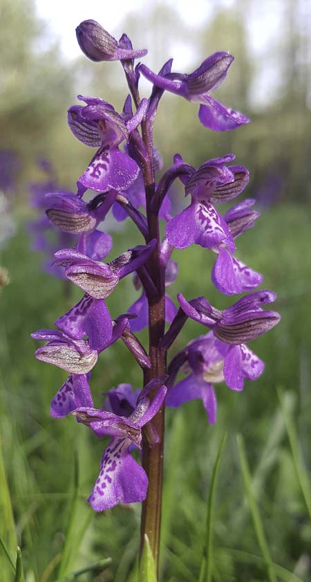 Anacamptis morio subsp. caucasica \ Südkaukasisches Knabenkraut, RO  Mehedinti County 14.5.2018 (Photo: Nora E. Anghelescu)