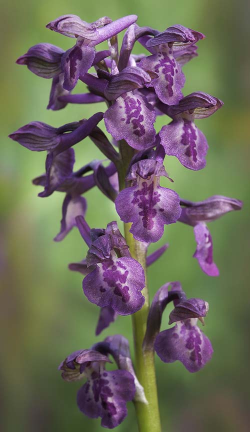 Anacamptis coriophora x morio subsp. caucasica, RO   Mehedinti County 14.5.2017 (Photo: Nora Anghelescu)