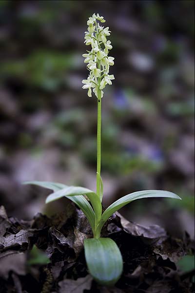 Orchis pallens \ Bleiches Knabenkraut, Blasses Knabenkraut / Pale-flowered Orchid, RO  Southern Carpathians 17.5.2022 (Photo: Nora Anghelescu)