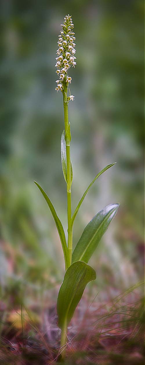 Pseudorchis albida subsp. tricuspis \ Dreizackige Höswurz / Threelobed White Orchid, RO  Transylvania, Harghita Madaras 3.7.2020 (Photo: Nora E. Anghelescu)