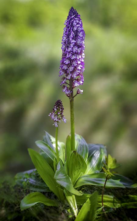 Orchis purpurea \ Purpur-Knabenkraut / Lady Orchid, RO  Constanta County, Dobrogea 10.5.2021 (Photo: Nora E. Anghelescu)