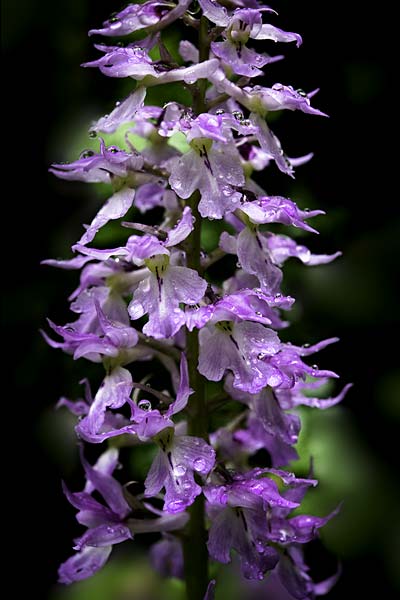 Orchis mascula subsp. speciosa \ Prächtiges Knabenkraut / Splendid Early Purple Orchid, RO  Southern Carpathians 17.5.2022 (Photo: Nora E. Anghelescu)