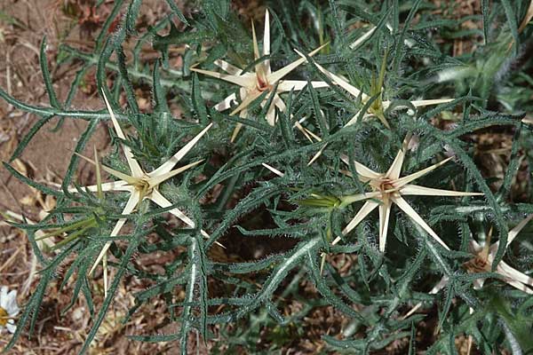 Centaurea calcitrapa \ Stern-Flockenblume, Fuangel-Flockenblume / Purple Star Thistle, Sardinien/Sardinia Ogliastra, Ussassai 19.5.2001