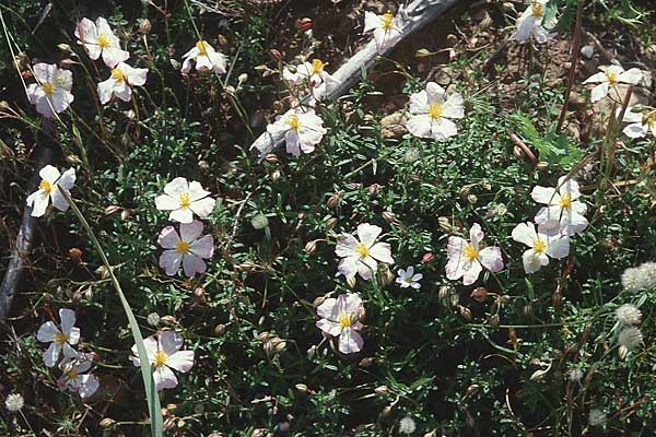 Helianthemum apenninum / White Rock-Rose, Sardinia Seui 18.5.2001