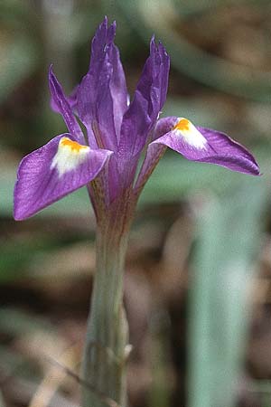 Moraea sisyrinchium \ Mittags-Schwertlilie, Kleine Sand-Iris / Barbary Nut Iris, Sardinien/Sardinia S.  Antioco 9.4.2000