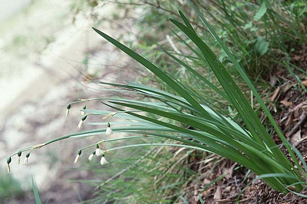 Leucojum aestivum \ Sommer-Knotenblume, Sardinien Monte Pardaliana 18.5.2001