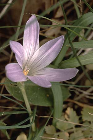 Romulea ligustica \ Ligurischer Scheinkrokus, Sardinien Luogosanto 3.4.2000