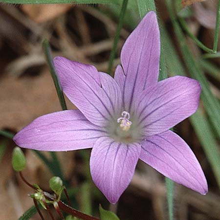 Romulea ligustica / Ligurian Sand Crocus, Sardinia Luogosanto 3.4.2000