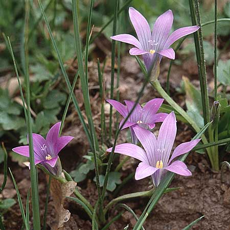 Romulea ligustica / Ligurian Sand Crocus, Sardinia Luogosanto 3.4.2000