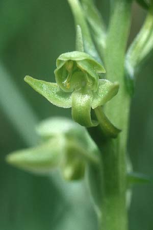 Platanthera algeriensis \ Algerische Waldhyazinthe / Algerian Butterfly Orchid, Sardinien/Sardinia,  Lanusei 18.5.2001 