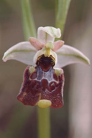 Ophrys annae \ Annas Hummel-Ragwurz / Anna's Bee Orchid, Sardinien/Sardinia,  S.Antioco 9.4.2000 
