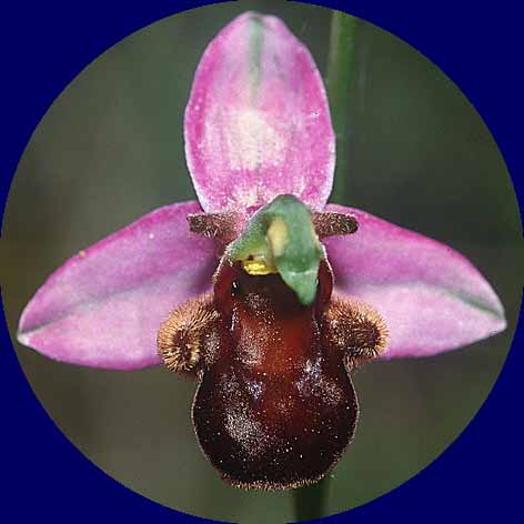 Ophrys apifera var. fulvofusca \ Rotbraune Bienen-Ragwurz / Red-Brown Bee Orchid, Sardinien/Sardinia,  Laconi 23.5.2001 