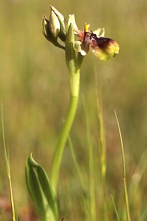 Ophrys bombyliflora x normanii, Sardinien/Sardinia,  Domusnovas 24.3.2008 (Photo: Helmut Presser)