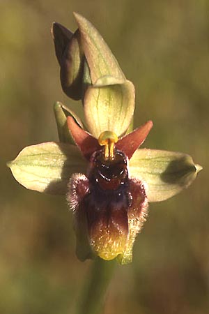 Ophrys bombyliflora x normanii, Sardinien/Sardinia,  Domusnovas 24.3.2008 (Photo: Helmut Presser)