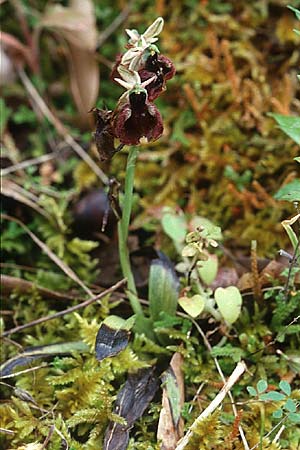 Ophrys chestermanii \ Chestermans Ragwurz, Sardinien,  Domusnovas 21.5.2001 
