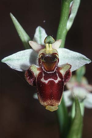 Ophrys conradiae \ Madame Conrads Ragwurz / Madame Conrad's Bee Orchid, Sardinien/Sardinia,  Siniscola 15.5.2001 
