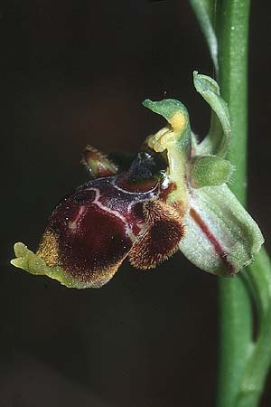 Ophrys conradiae \ Madame Conrads Ragwurz / Madame Conrad's Bee Orchid, Sardinien/Sardinia,  Siniscola 15.5.2001 