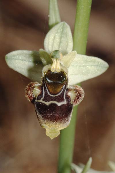 Ophrys conradiae \ Madame Conrads Ragwurz, Sardinien,  Siniscola 15.5.2001 