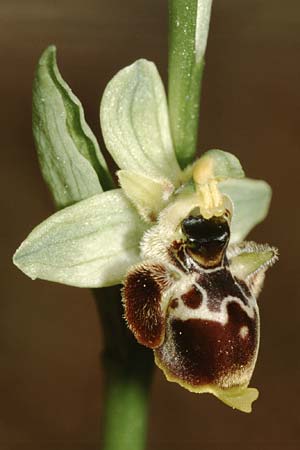 Ophrys conradiae \ Madame Conrads Ragwurz, Sardinien,  Siniscola 15.5.2001 