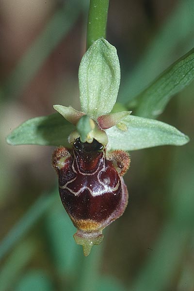 Ophrys conradiae \ Madame Conrads Ragwurz / Madame Conrad's Bee Orchid, Sardinien/Sardinia,  Domusnovas 21.5.2001 