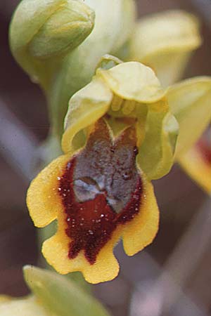 Ophrys corsica \ Korsische Gelbe Ragwurz / Corsian Yellow Bee Orchid (?), Sardinien/Sardinia,  Ussassai 6.4.2000 