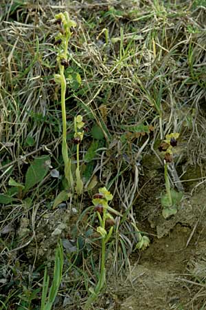 Ophrys eleonorae \ Eleonora-Ragwurz / Eleanor Bee Orchid, Sardinien/Sardinia,  Sassari 3.4.2000 