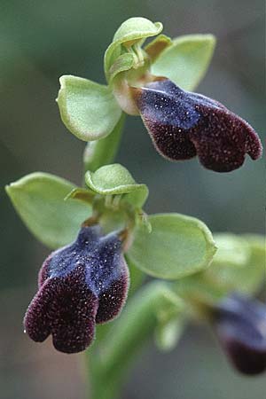 Ophrys eleonorae \ Eleonora-Ragwurz / Eleanor Bee Orchid, Sardinien/Sardinia,  San Teresa Gallura 4.4.2000 