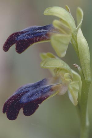 Ophrys eleonorae \ Eleonora-Ragwurz / Eleanor Bee Orchid, Sardinien/Sardinia,  San Teresa Gallura 4.4.2000 