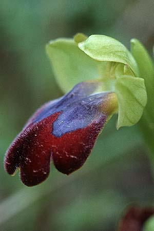 Ophrys eleonorae \ Eleonora-Ragwurz / Eleanor Bee Orchid, Sardinien/Sardinia,  Domusnovas 11.4.2000 