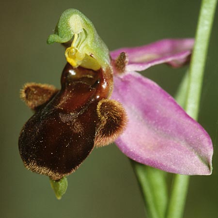 Ophrys apifera var. fulvofusca \ Rotbraune Bienen-Ragwurz / Red-Brown Bee Orchid, Sardinien/Sardinia,  Laconi 23.5.2001 