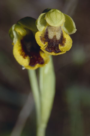 Ophrys corsica \ Korsische Gelbe Ragwurz, Sardinien,  Monte Albo 15.5.2001 