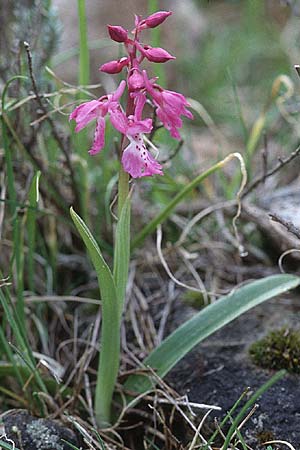 Orchis ichnusae \ Sardisches Knabenkraut / Sardinian Orchid, Sardinien/Sardinia,  Ogliastra,Ussassai 6.4.2000 