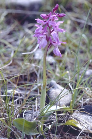 Orchis ichnusae / Sardinian Orchid, Sardinia,  Ogliastra,Ussassai 6.4.2000 