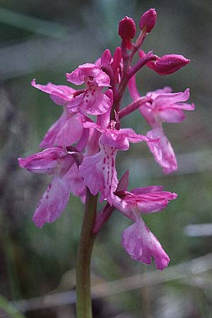 Orchis ichnusae \ Sardisches Knabenkraut / Sardinian Orchid, Sardinien/Sardinia,  Ussassai 6.4.2000 