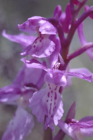 Orchis ichnusae \ Sardisches Knabenkraut, Sardinien,  Ogliastra,Ussassai 6.4.2000 