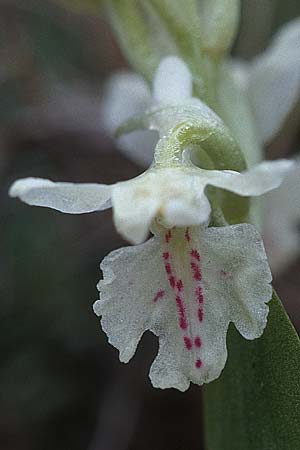 Orchis ichnusae \ Sardisches Knabenkraut / Sardinian Orchid, Sardinien/Sardinia,  Ogliastra,Ussassai 6.4.2000 