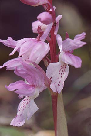 Orchis ichnusae \ Sardisches Knabenkraut, Sardinien,  Domusnovas 8.4.2000 