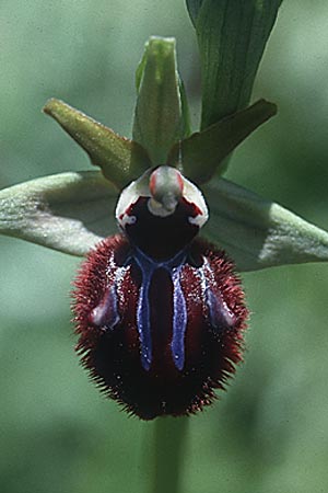 Ophrys incubacea \ Schwarze Ragwurz / Black Spider Orchid, Sardinien/Sardinia,  Nuxis 10.4.2000 