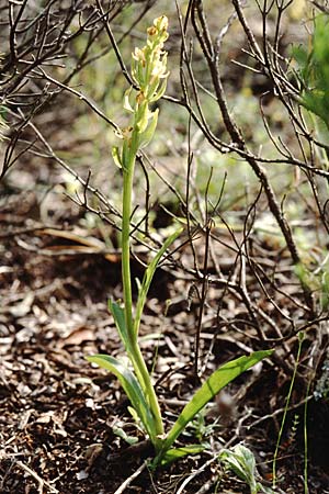 Dactylorhiza insularis \ Insel-Fingerwurz, Insel-Knabenkraut, Sardinien/Sardinia,  Lanusei 17.5.2001 