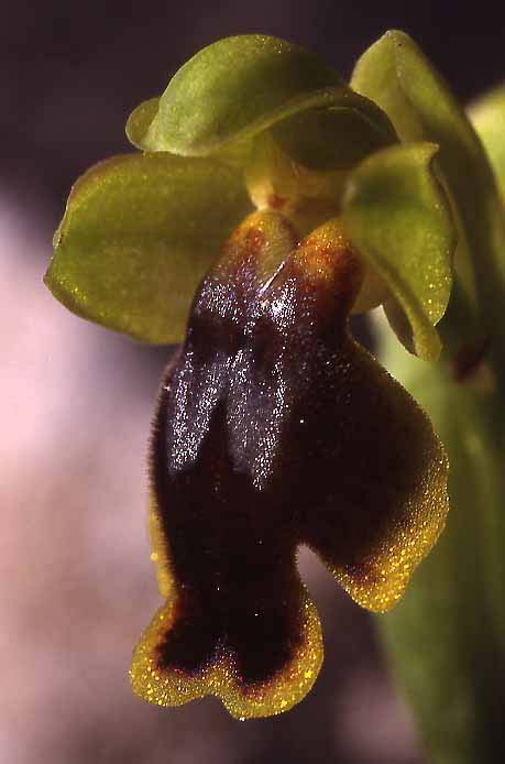 Ophrys lepida \ Anmutige Ragwurz, Sardinien,  Seui 14.4.2001 (Photo: Helmut Presser)